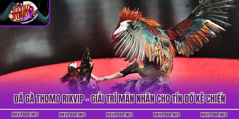 Đá Gà Thomo Rikvip - Giải Trí Mãn Nhãn Cho Tín Đồ Kê Chiến Đá Gà Thomo Rikvip - Giải Trí Mãn Nhãn Cho Tín Đồ Kê Chiến