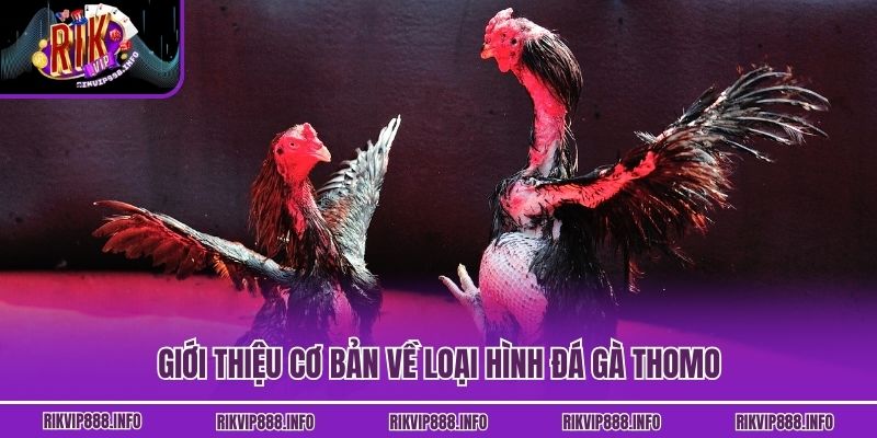 Đá Gà Thomo Rikvip - Giải Trí Mãn Nhãn Cho Tín Đồ Kê Chiến Giới thiệu cơ bản về loại hình đá gà Thomo