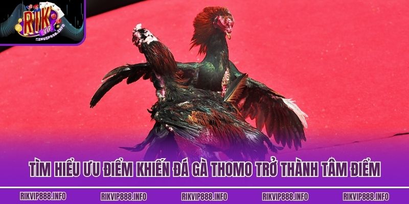 Đá Gà Thomo Rikvip - Giải Trí Mãn Nhãn Cho Tín Đồ Kê Chiến Tìm hiểu ưu điểm khiến đá gà Thomo trở thành tâm điểm